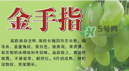 金手指葡萄有籽嗎？金手指葡萄有核嗎