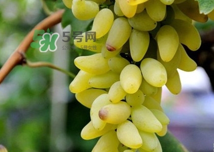 金手指葡萄是不是轉(zhuǎn)基因品種？美人指與金手指葡萄的區(qū)別