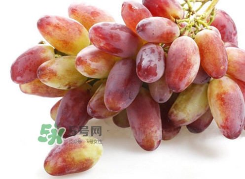 金手指葡萄是不是轉(zhuǎn)基因品種？美人指與金手指葡萄的區(qū)別