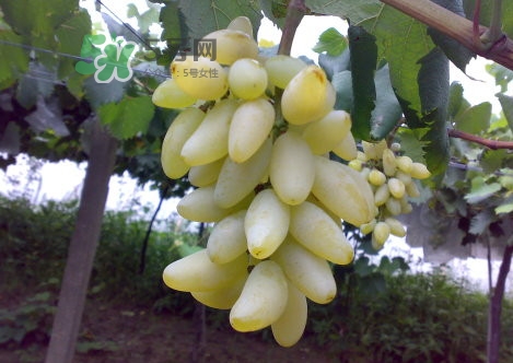 金手指葡萄是不是轉(zhuǎn)基因品種？美人指與金手指葡萄的區(qū)別