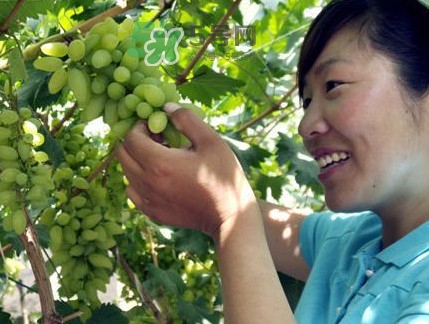金手指葡萄到底有什么缺點(diǎn)？金手指葡萄什么時(shí)候成熟