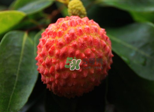 九月份還有荔枝嗎？荔枝幾月份沒有？