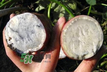 雜交水稻是不是轉(zhuǎn)基因？轉(zhuǎn)基因食品有哪些？