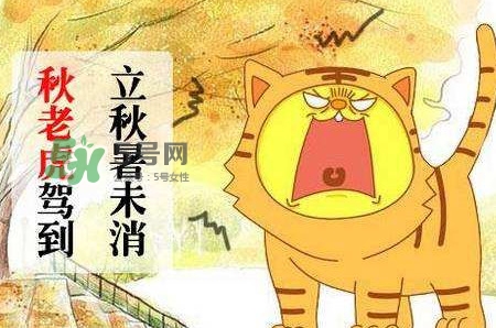 秋老虎熱嗎？末伏熱還是秋老虎熱？