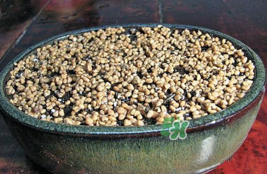 芭樂籽吃了會便秘嗎？芭樂的籽能種嗎