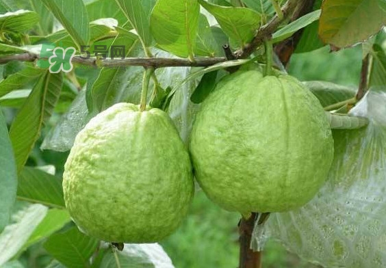 芭樂和番石榴有什么區(qū)別？芭樂和番石榴的區(qū)別