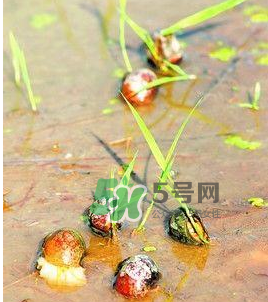 怎么殺死福壽螺寄生蟲？福壽螺寄生蟲怎么去除？