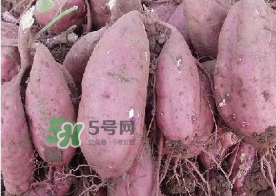 炸地瓜條外面裹什么？地瓜的功效與作用禁忌