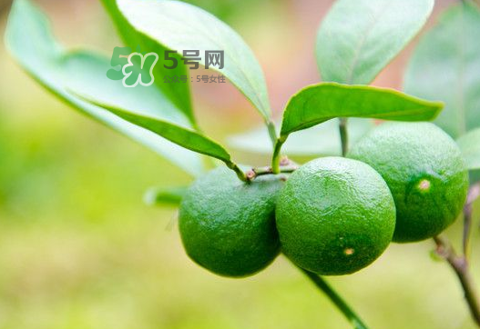 八月份可以吃橘子嗎？八月份的橘子能吃嗎？
