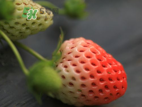 八月份還有草莓嗎？8月份還有草莓嗎？