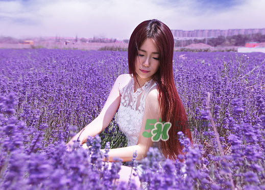 八月份還有薰衣草嗎？8月份還有薰衣草嗎？