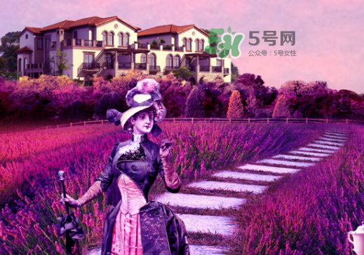 八月份還有薰衣草嗎？8月份還有薰衣草嗎？