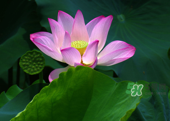 八月份還有荷花嗎？8月份還有荷花嗎？