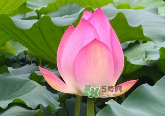 八月份還有荷花嗎？8月份還有荷花嗎？