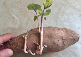 地瓜發(fā)芽了怎么種盆栽？拔絲地瓜怎么熬糖