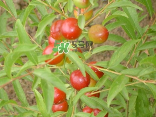 鈣果什么味道？鈣果好吃嗎？