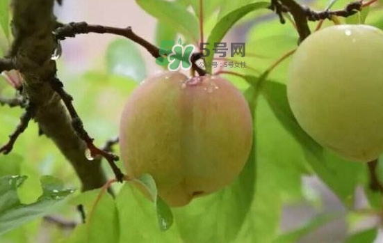 奈李是什么水果？奈李為什么會空心