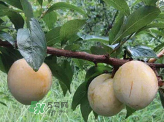 奈李不能和什么一起吃？奈李的禁忌
