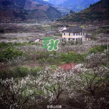 奈李是什么水果？奈李為什么會空心