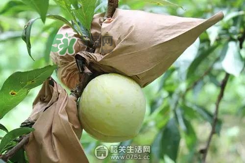 奈李是什么水果？奈李為什么會空心