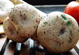 松乳菇真的好吃嗎？松乳菇哪里能吃到