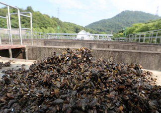 海瓜子多少錢一斤？西湖撈起的海瓜子能吃嗎