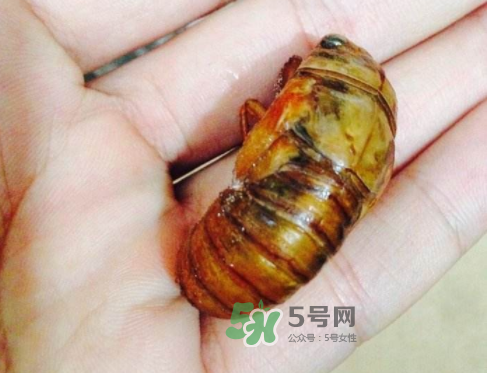 知了猴可以煮著吃嗎？知了猴怎么煮？