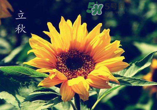 立秋為什么在處暑前？為什么立秋早過(guò)處暑？
