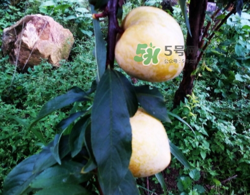 黃金奈李多少錢(qián)一斤？黃金奈李價(jià)格