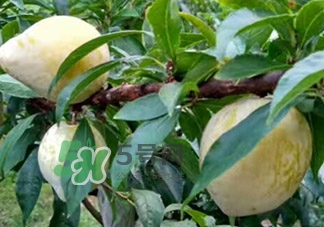 黃金奈李多少錢(qián)一斤？黃金奈李價(jià)格
