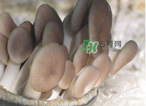 秀珍菇一畝地能種植多少包？秀珍菇如何出菇管理