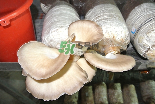 秀珍菇一畝地能種植多少包？秀珍菇如何出菇管理