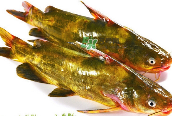 黃刺魚死了能吃嗎？黃刺魚不能與什么同食