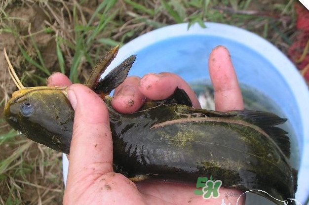 黃刺魚什么天氣好釣？黃刺魚釣魚最佳時間
