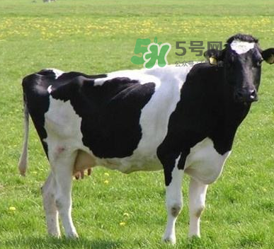 牛初乳哪種比較好？牛初乳哪個(gè)品牌的好？