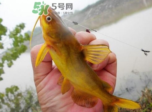 黃刺魚(yú)多少錢一斤？野生黃刺魚(yú)多少錢一斤