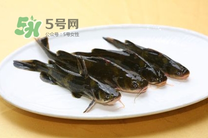 黃刺魚(yú)多少錢一斤？野生黃刺魚(yú)多少錢一斤
