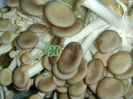 哪些人不能吃秀珍菇？秀珍菇不能和什么同吃？