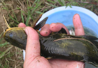 黃刺魚死了能吃嗎？黃刺魚不能與什么同食