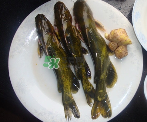 黃刺魚是發(fā)物嗎？黃刺魚是黃辣丁嗎