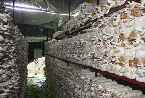 秀珍菇什么品種好？一萬袋秀珍菇要多少成本