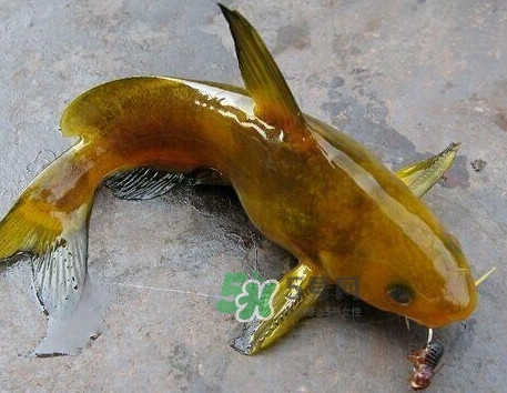 黃刺魚幾月份最好釣？黃刺魚怎么釣