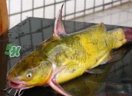 黃刺魚什么天氣好釣？黃刺魚釣魚最佳時間
