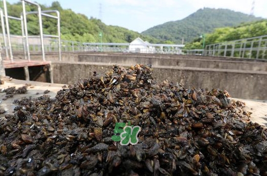 海瓜子多少錢一斤？西湖撈起的海瓜子能吃嗎