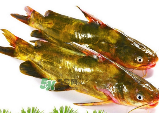 黃蜂魚(yú)怎么煮好吃？黃蜂魚(yú)燉湯孕婦可以喝嗎