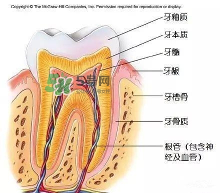 regenerate牙膏多少錢？regenerate牙膏專柜價格