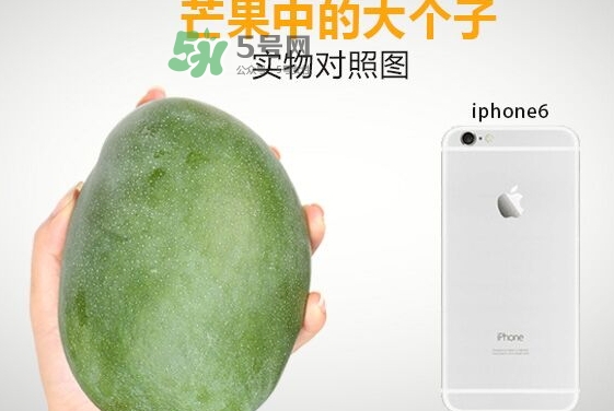 凱特芒果多少錢一斤？凱特芒果價(jià)格