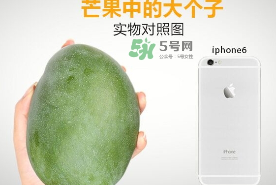 凱特芒果什么時(shí)候上市？凱特芒果上市時(shí)間