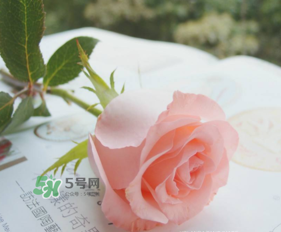 roseonly限量紅粉玫瑰多少錢？有幾朵？