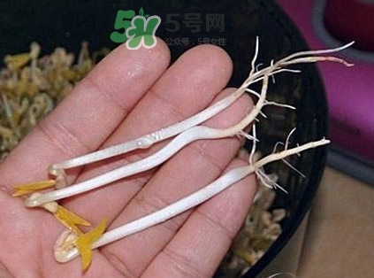 豆芽有根好還是無(wú)根好？無(wú)根豆芽與有根豆芽區(qū)別
